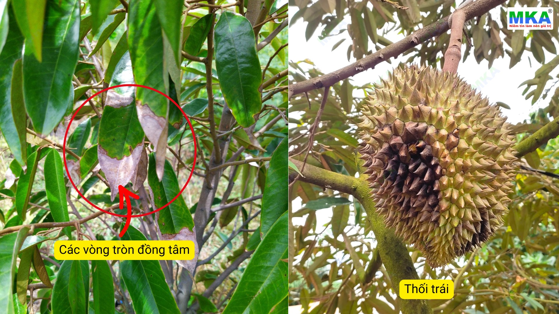 Bệnh thán thư trên sầu riêng